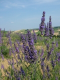 Lavanda fiorita