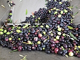 Spremitura delle olive