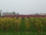 Vigneti in autunno